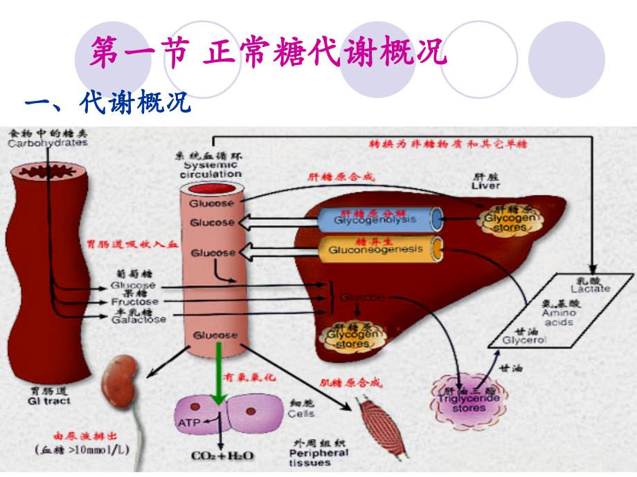 糖代谢异常及糖代谢紊乱疾病_第3页