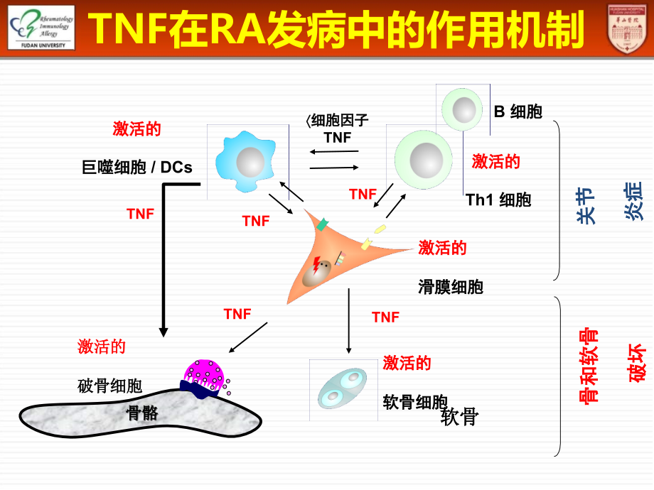 TNF-α拮抗剂治疗适应证_第4页