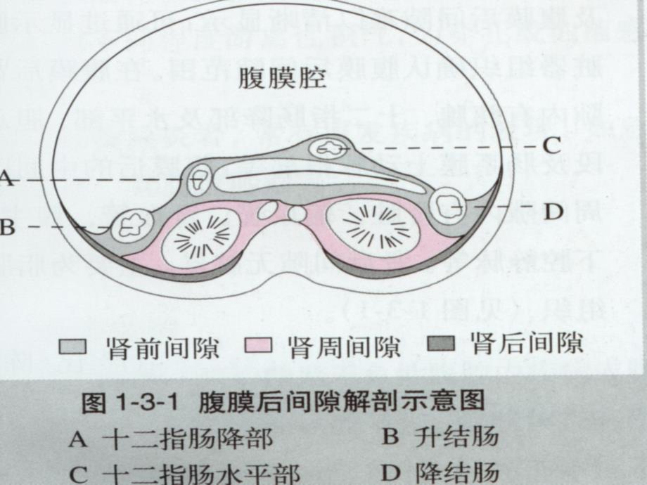 超声诊断学之-后腹壁、肾上腺疾病的超_第2页