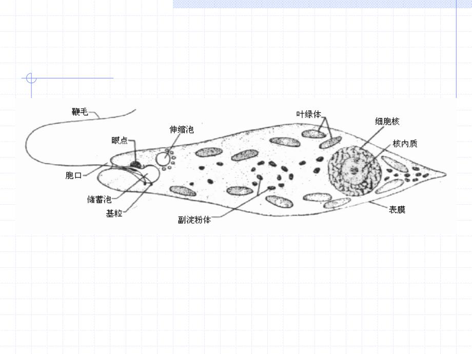 实验二原生动物的培养制片和观察_第4页