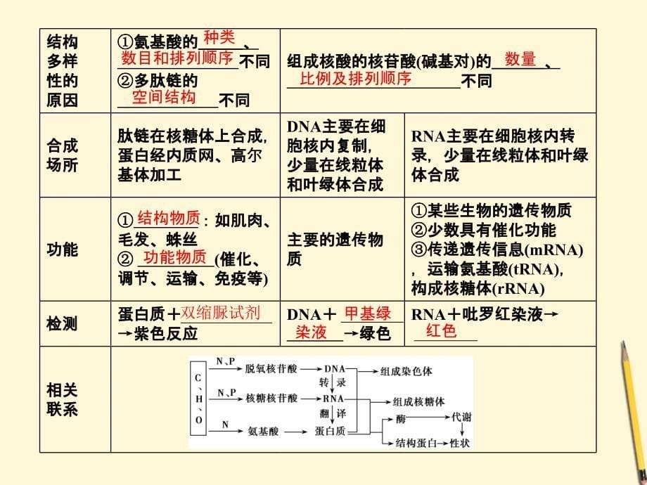 2012届高考生物第二轮复习专题1小专题01细胞的分子组成课件_第5页