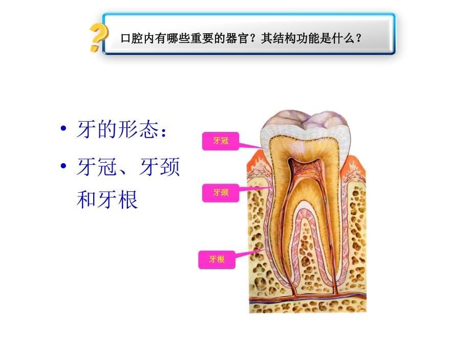 儿童消化系统的结构功能及发育_第5页