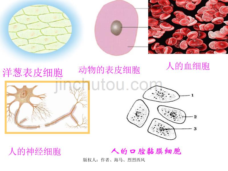 冀教版六年级科学下册《奇妙的人体》_第4页