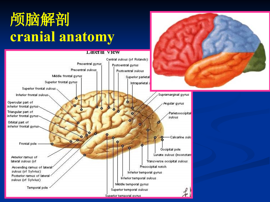 颅脑解剖与常见疾病的CT&MRI表现 PPT课件_第3页