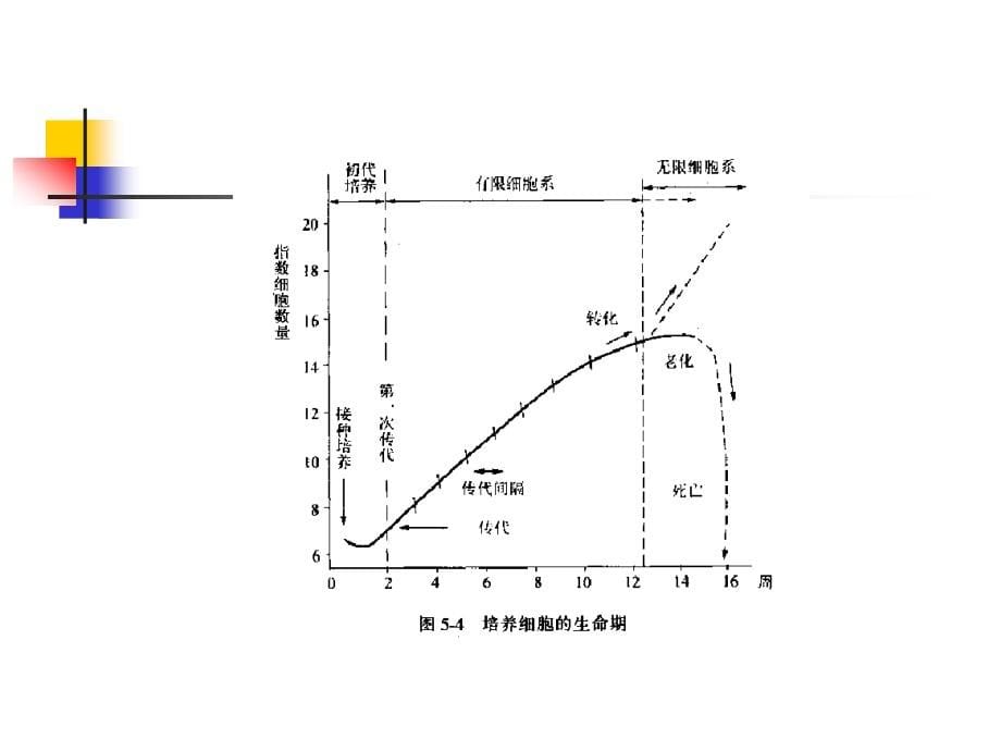 细胞培养基本技术_第5页