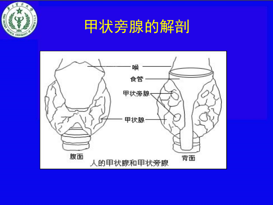 甲旁减与低钙血症幻灯片_第3页