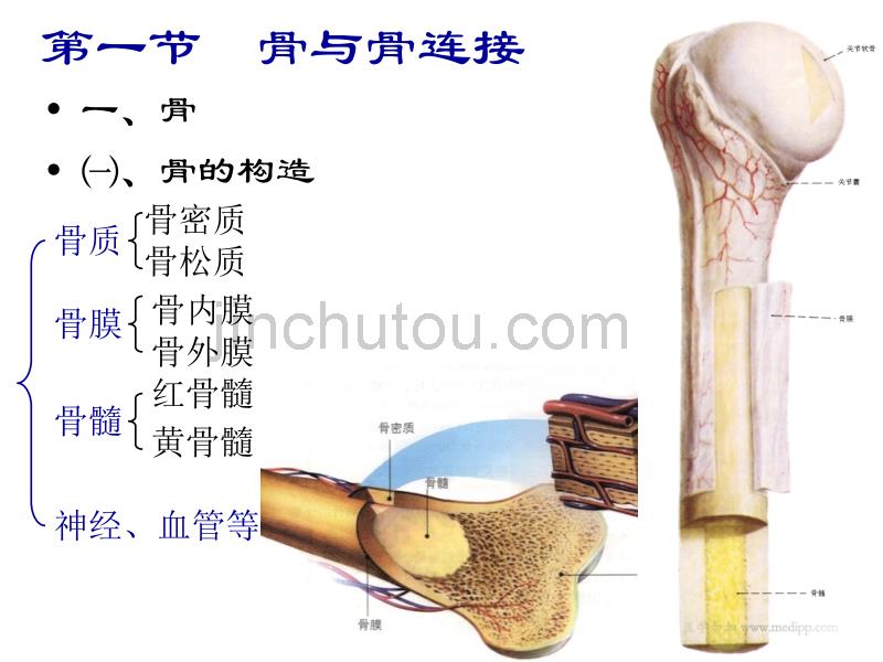 运动系统结构与功能_第3页