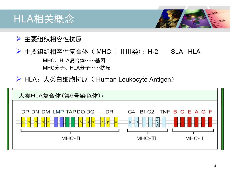 HLA-B27检测及其临床应用_第3页