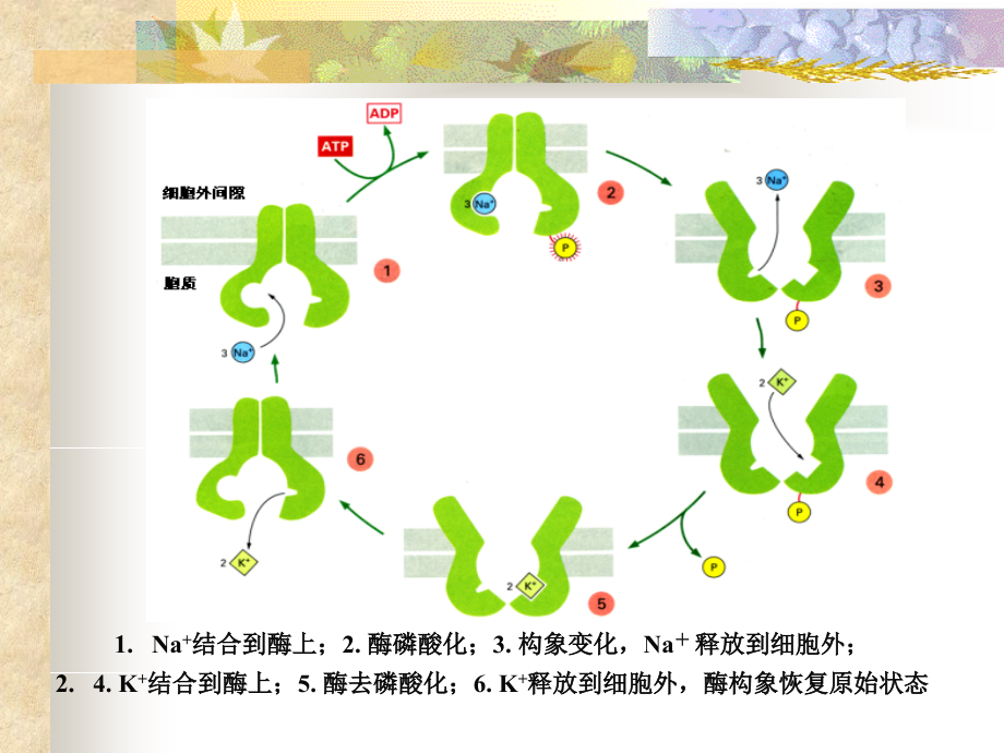 细胞生物学细胞膜与细胞表面_第4页