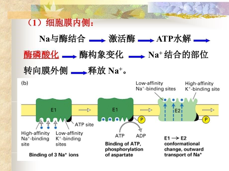 细胞生物学细胞膜与细胞表面_第5页