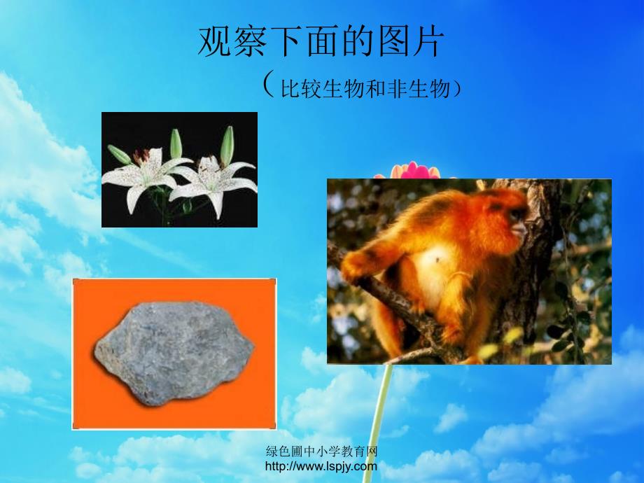 人教版七年级初一上册生物《生物的特征课件》_第4页