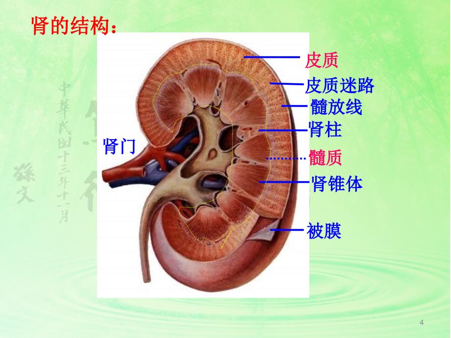 组织学与胚胎学讨论-急性肾小球肾炎_第4页