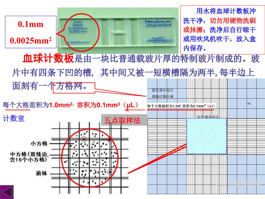 探究酵母菌数量变化_第4页