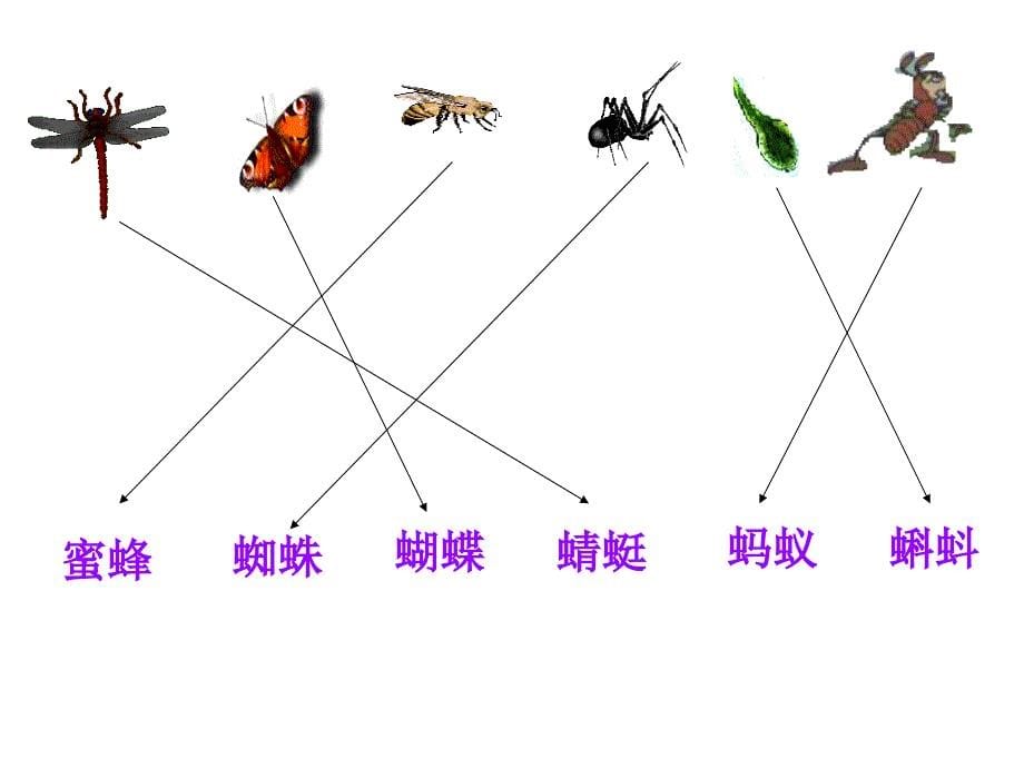 蜻蜓半空展翅飞PPT课件_第5页