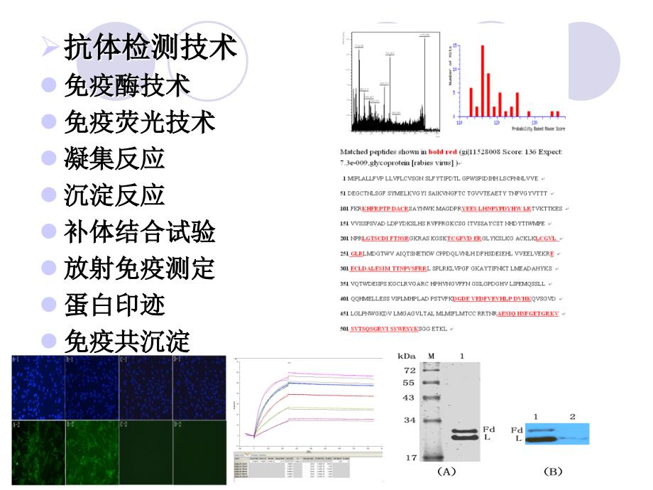 抗体检测技术与类风湿因子_第2页