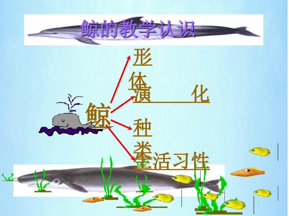 人教版语文(五上)《9鲸》PPT课件_第2页