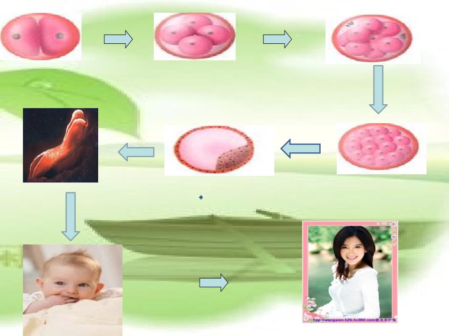 人教版教学课件细胞增殖的过程课件_第4页