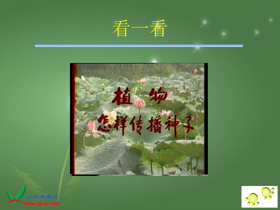 《植物妈妈有办法》教学演示课件_第4页