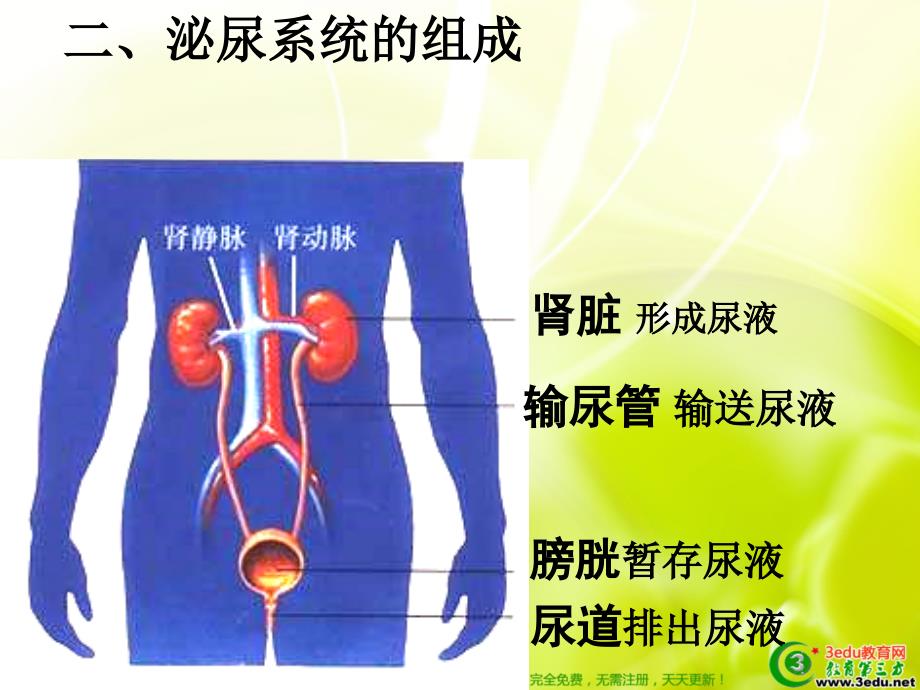 七年级生物人体内废物的排出_第4页