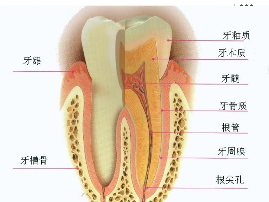 口腔科病人的护理_第2页