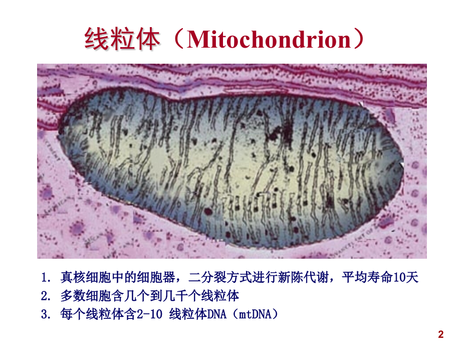 线粒体疾病的分子生物学检验_第2页