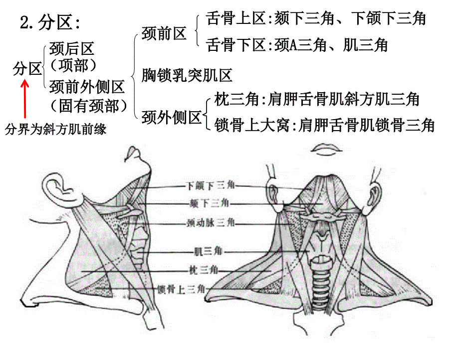 颈部解剖 PPT课件_第2页