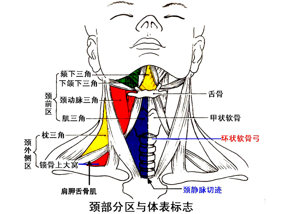 颈部解剖 PPT课件_第3页