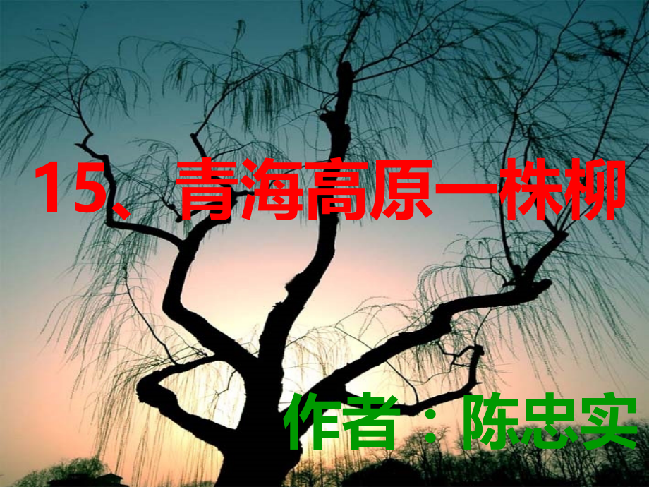 15《青海高原一株柳》课件_第4页