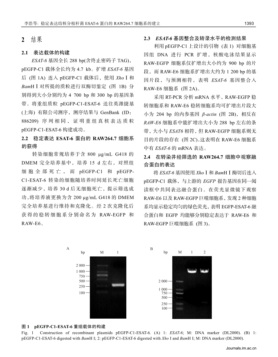 稳定表达结核分枝杆菌ESAT-6蛋白的RAW264.7细胞_第4页