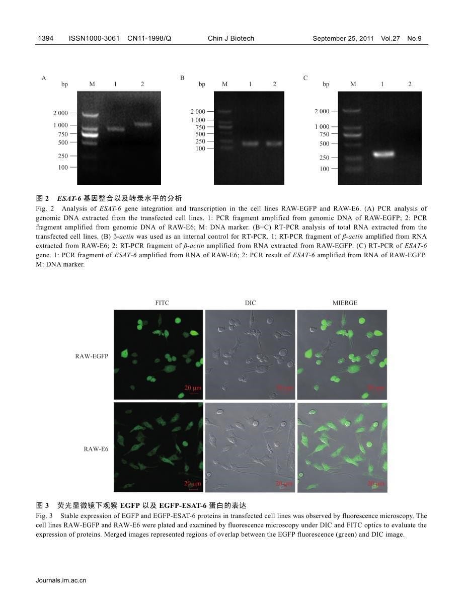 稳定表达结核分枝杆菌ESAT-6蛋白的RAW264.7细胞_第5页