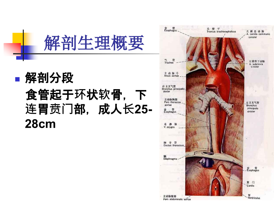 食管疾病病人--护理_第3页