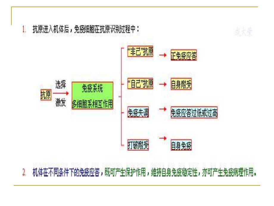 非特异性免疫应答(天然免疫)_第3页