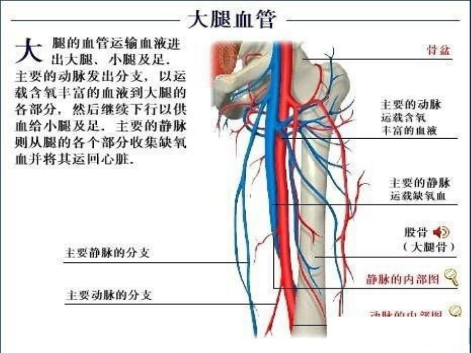 了解自己-解剖彩图-课件（PPT-精）_第3页