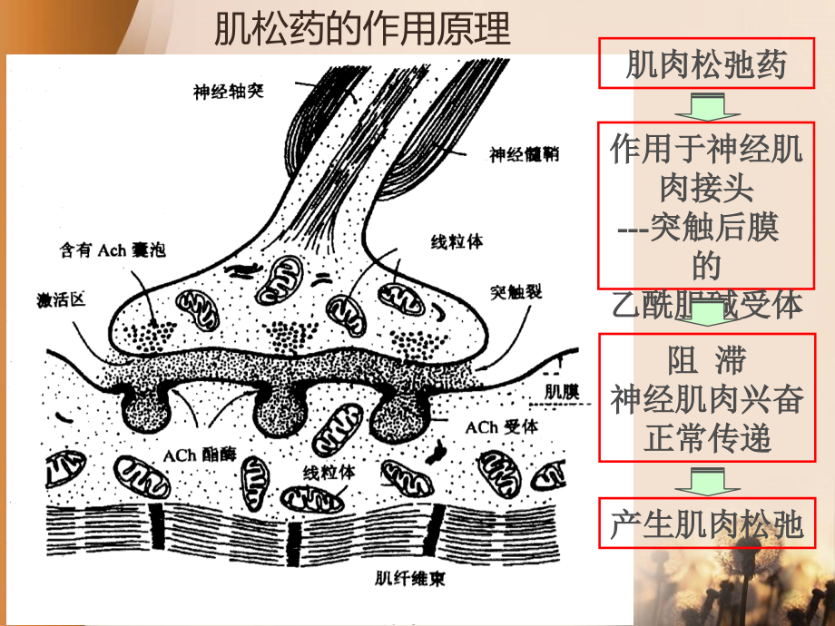 肌松药的合理应用课件_第4页