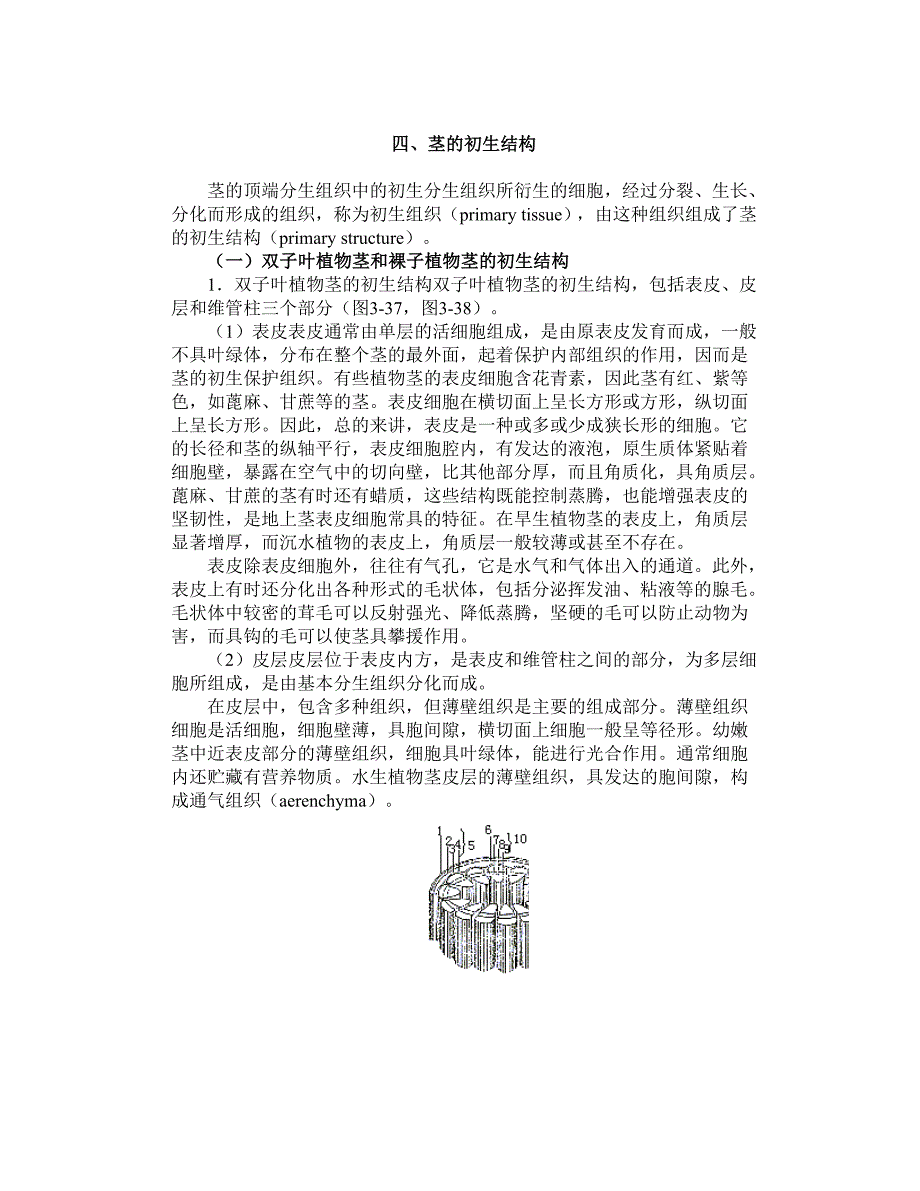 四、茎的初生结构_第1页