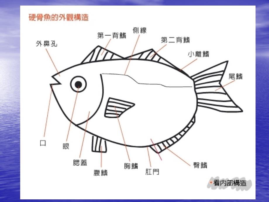 人教版小学美术一年级上册《鱼儿游游》PPT课件_第2页