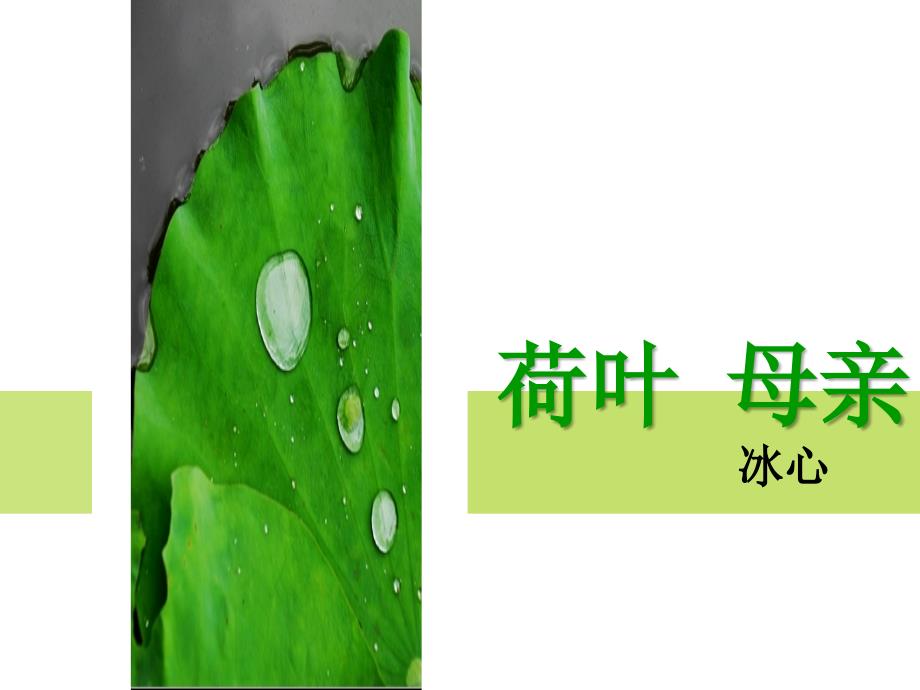 《荷叶母亲》《金色花》_第1页