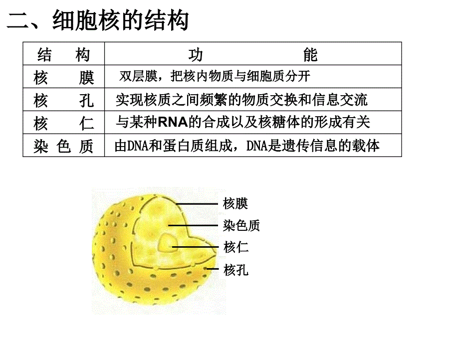 人教版高中生物课件《细胞核－系统的控制中心》_第3页