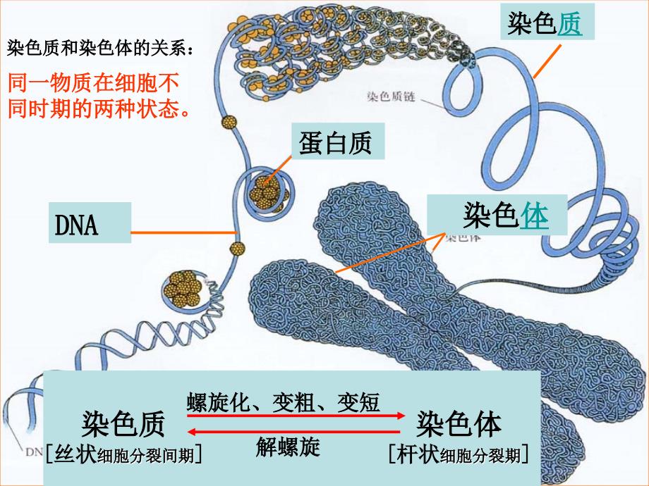 人教版高中生物课件《细胞核－系统的控制中心》_第4页