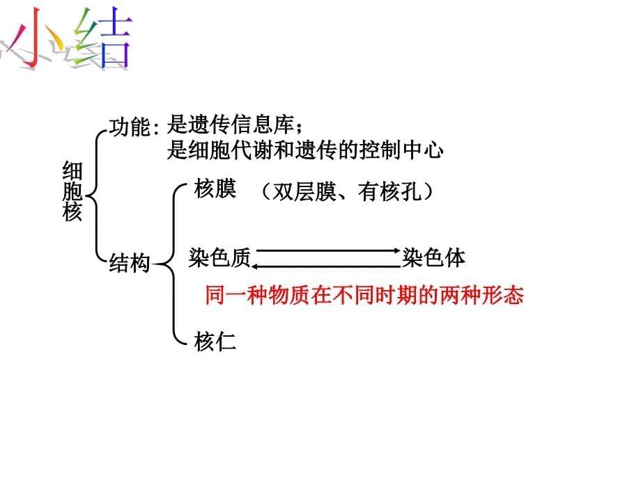 人教版高中生物课件《细胞核－系统的控制中心》_第5页