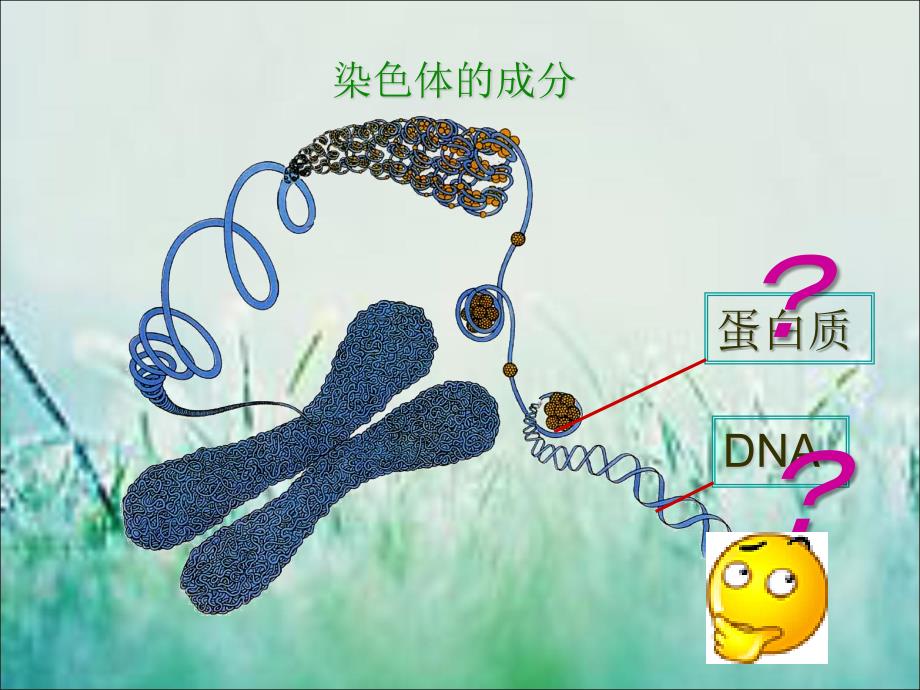 人教版高中生物必修2第1节《DNA是主要的遗传物质》课件_第3页