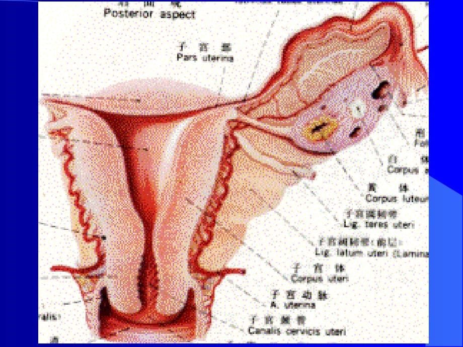 [医学保健]生殖系统疾病_11420_第5页