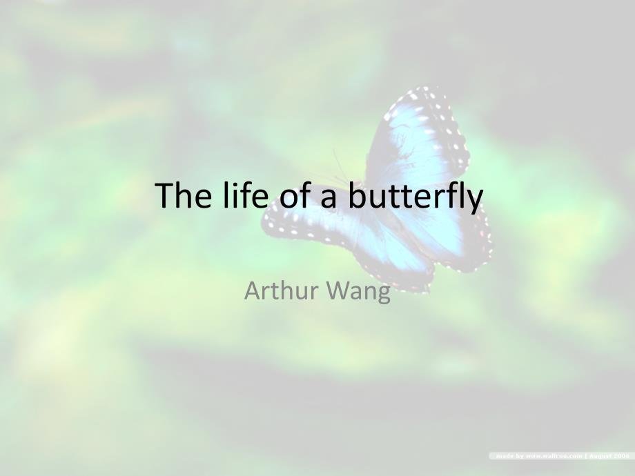 The life of a butterfly蝴蝶的生长过程_第1页