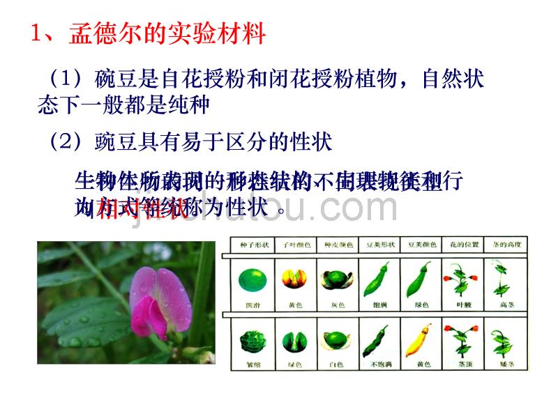 人教版教学课件【必修2专题三】遗传的基本规律_第4页