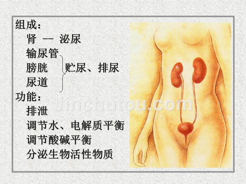 [医学保健]泌尿系统_10586_第3页