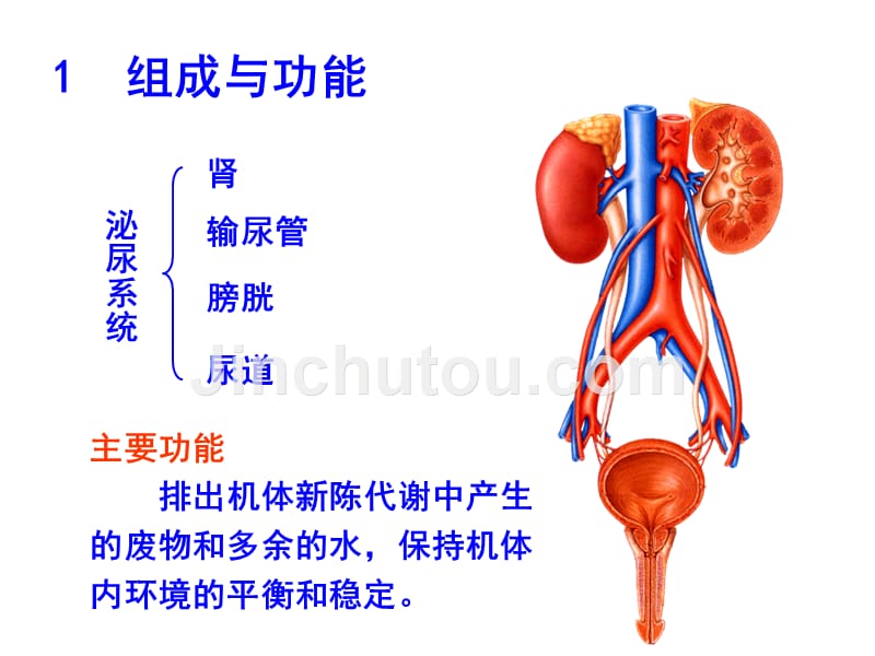 [医学保健]泌尿系统_10189_第3页