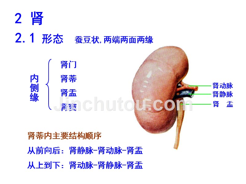 [医学保健]泌尿系统_10189_第4页