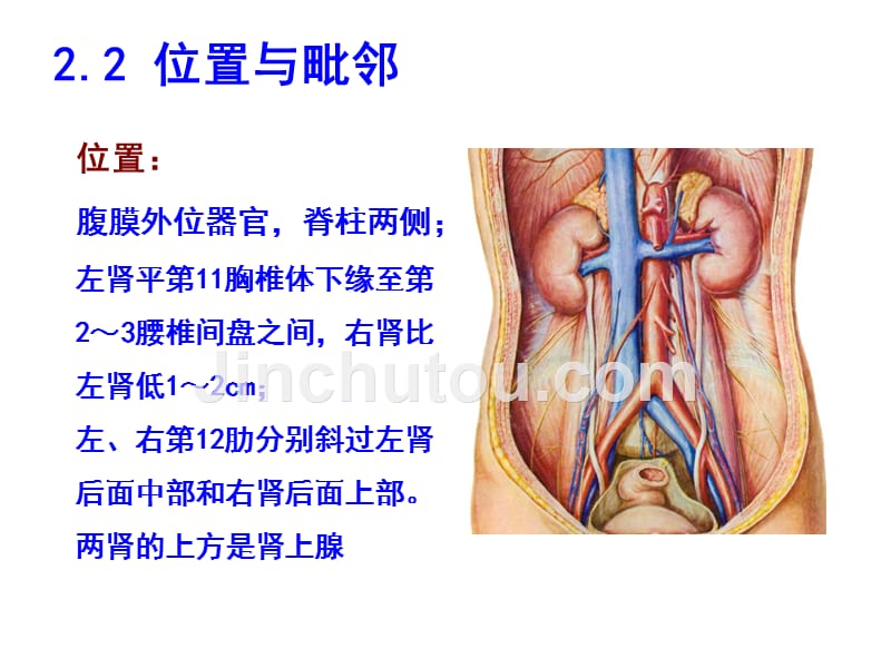 [医学保健]泌尿系统_10189_第5页