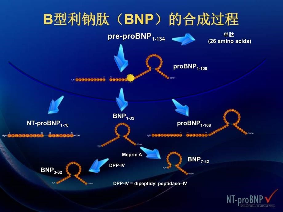 nt-probnp在急性心力衰竭中的应用_王祖禄_第5页