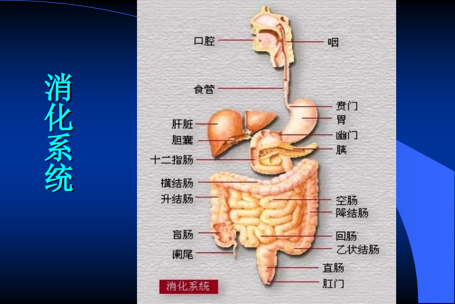 [医学保健]消化系统疾病 Diseases of Digestive System_3145_第4页